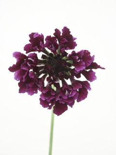 Scabiosa japonica Bordeaux.jpg